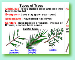 Conifer Identification Chart